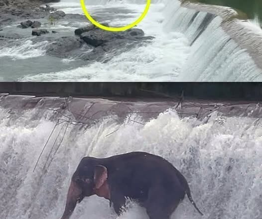 Wild elephant swept away by a flood