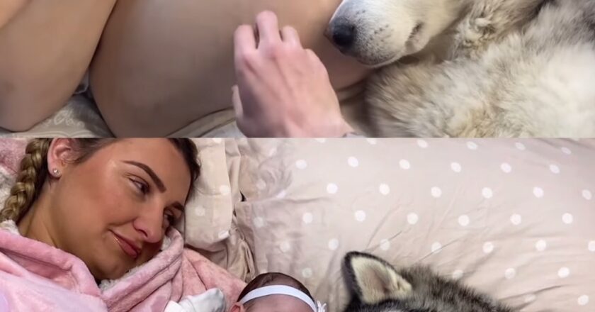 From My Husky Taking Care Of My Baby, To My Baby Taking Care Of My Husky!