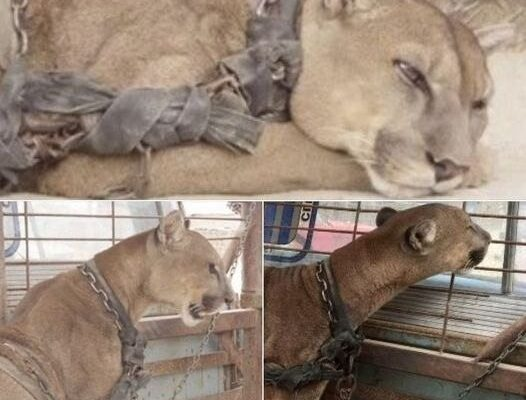 🐯🐯Circus Lion Locked Up for 20 Years Finally Tastes Freedom