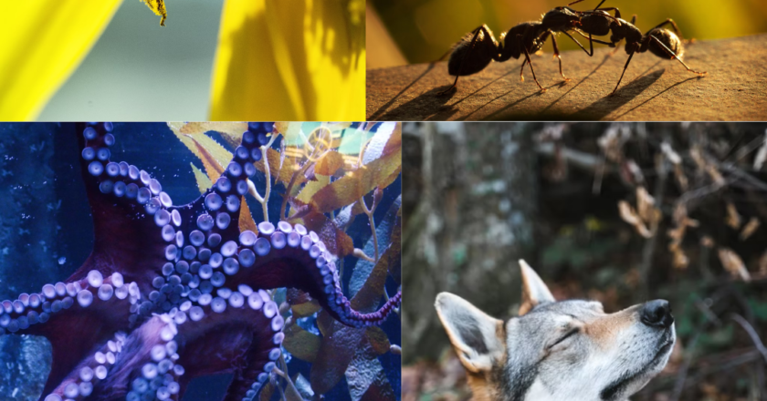 9 Remarkable Ways Animals Communicate Without a Sound
