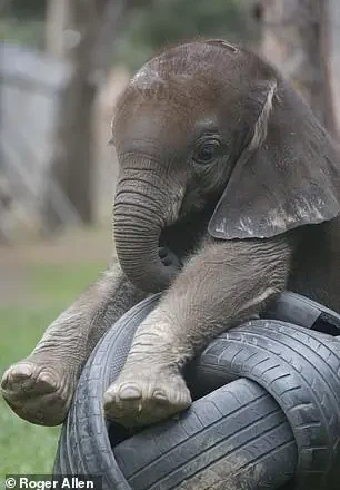 Two Baby Elephants Thrive After Dramatic Rescues in Zimbabwe