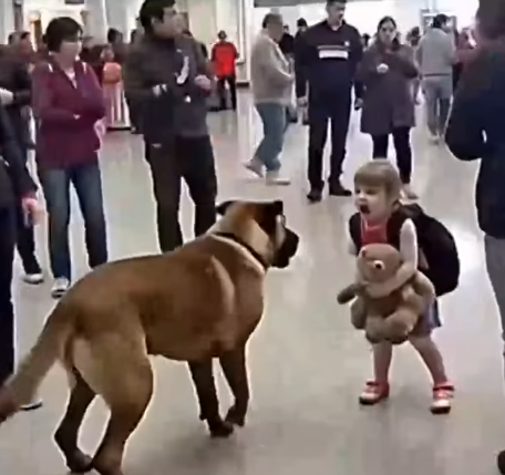 Sniffer Dogs vs. Smugglers: Dramatic Airport Showdowns