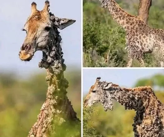 A Photographer’s Haunting Encounter with a Rare Pale Giraffe