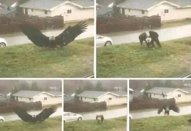 Giant Eagle captured in Bro…