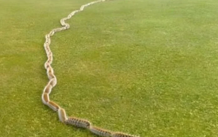 A Startling Discovery in the Grass: When Nature Surprises Us