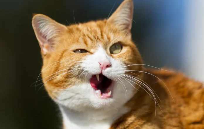 Heavenly Humor: A Cat’s Delightful Afterlife Tale