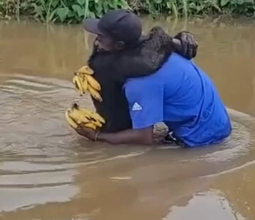 Chimpanzee reunites with the man who saved his life and gives him the biggest hug