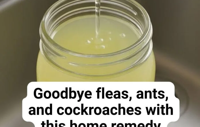 Say Goodbye to Pests Naturally: This DIY Spray Keeps Fleas, Ants & Roaches Away—Without Harsh Chemicals